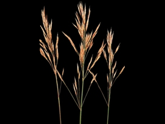 Smooth Brome - Buffalo Brand Seed